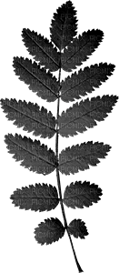 Leaf Leaves Deco Black Jitter.Bug.Girl - png gratis