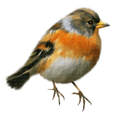 Kaz_Creations Birds Bird - gratis png