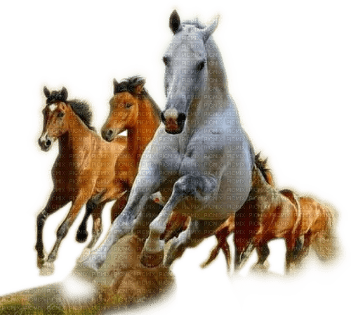 Rena Pferd weiß Horse - png gratis