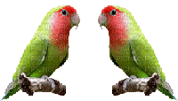 Birds - Gratis geanimeerde GIF