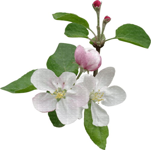 Apple Blossom - bezmaksas png
