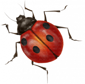 ladybug bp - png gratuito