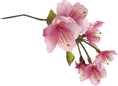 цветы яблони - Free PNG