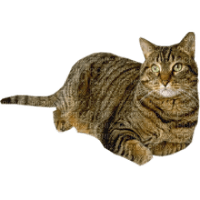 Kaz_Creations Cat Kitten - бесплатно png