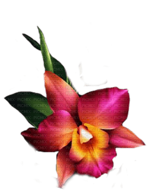 fleur - бесплатно png