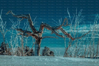 tree, puu, talvi, winter, maisema, landscape - 無料png