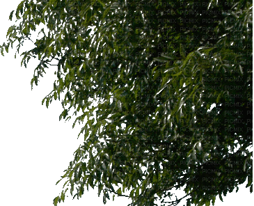 Baum - Gratis animeret GIF