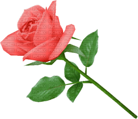 Kaz_Creations Deco Flowers Roses Flower Rose - png grátis