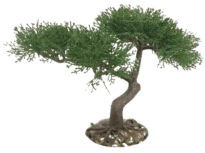 nbl - tree bonsai - ilmainen png