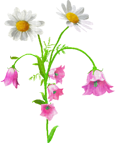 Animated.Flowers.Pink.White - By KittyKatLuv65 - GIF เคลื่อนไหวฟรี