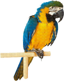 Parrot birds bp - Bezmaksas animēts GIF