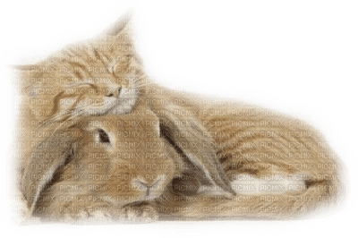 patymirabelle animaux lapins,chat - безплатен png