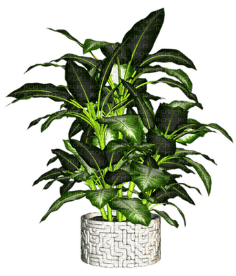 plante verte - PNG gratuit