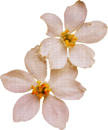 autumn white flowers flower kikkapink - gratis png