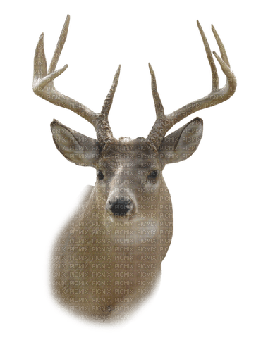 Deer - безплатен png