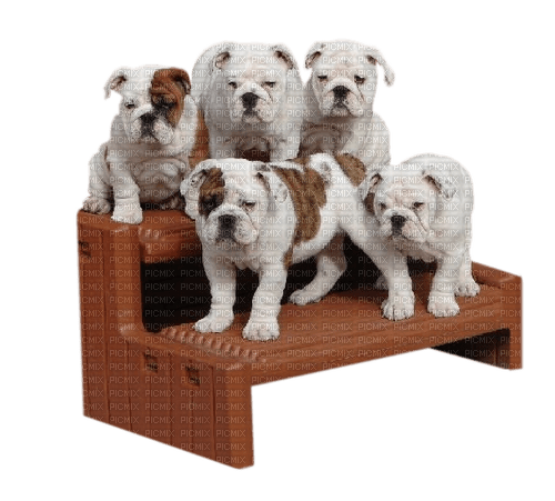 gala animals dog - ingyenes png