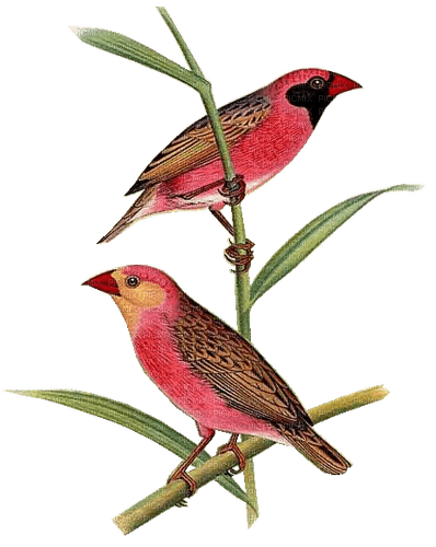 loly33 oiseaux - 免费PNG