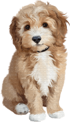 Kaz_Creations Dogs Dog Pup 🐶 - фрее пнг