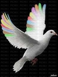 Pigeon - besplatni png