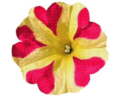 Rotation Petunia - Безплатен анимиран GIF