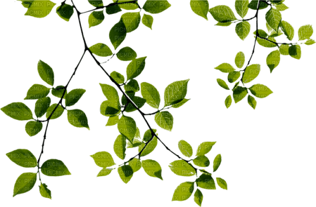 зеленая  ветка - nemokama png