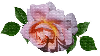 kukka, fleur, flower, rose, ruusu - PNG gratuit