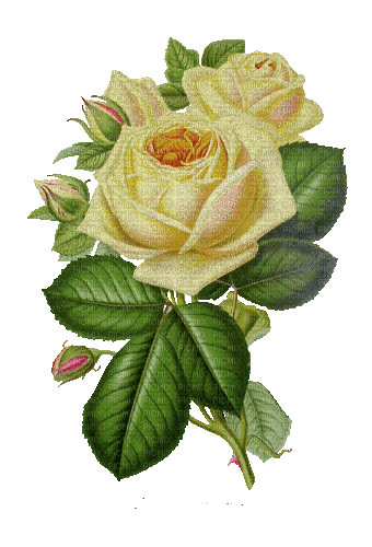 rosa amarilla  dubravka4 - Δωρεάν κινούμενο GIF