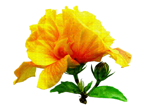 fleur hibiscus yellow, Pelageya - darmowe png