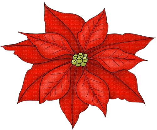 Stella di Natale: Euphorbia 2 - gratis png