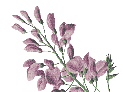 Flower - Darmowy animowany GIF