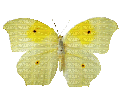 mariposa - GIF animé gratuit