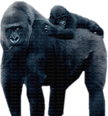 gorila - darmowe png