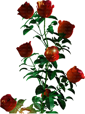 roses - GIF animé gratuit