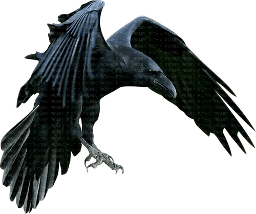 Raven - ücretsiz png