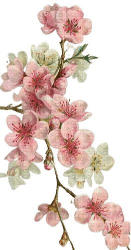 pink flowers blossom - ücretsiz png