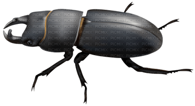beetle - kostenlos png