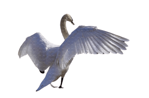 Cisne - PNG gratuit