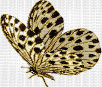 papillons - Animovaný GIF zadarmo