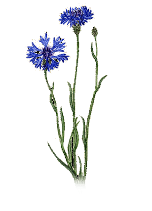flores azules dubravka4 - png ฟรี