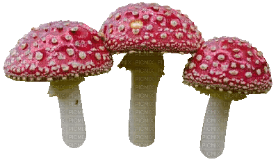 yet another mushroom - Gratis geanimeerde GIF