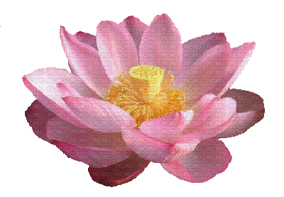 lotus flowers bp - GIF animé gratuit