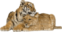 tigre et lion - png grátis