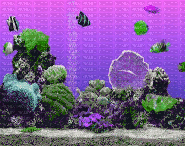 aquarium - Zdarma animovaný GIF