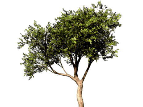 Дерево - PNG gratuit
