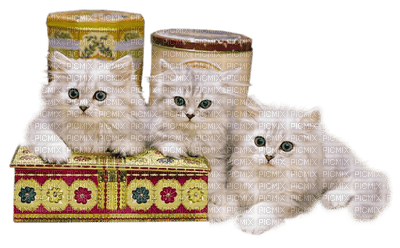 Kaz_Creations Cats Kittens Cat Kitten - Free PNG