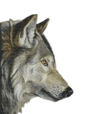 wolf katrin - kostenlos png