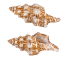 Kaz_Creations Deco Beach Sea Shells - Free PNG