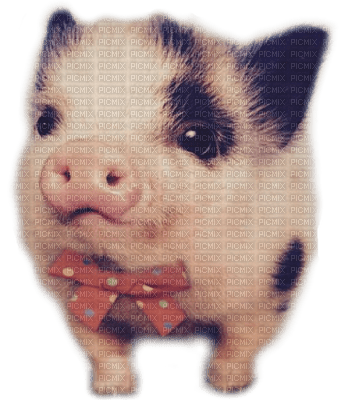 pig by nataliplus - nemokama png