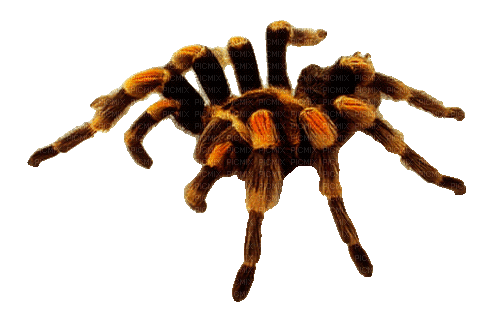 spider by nataliplus - Бесплатни анимирани ГИФ