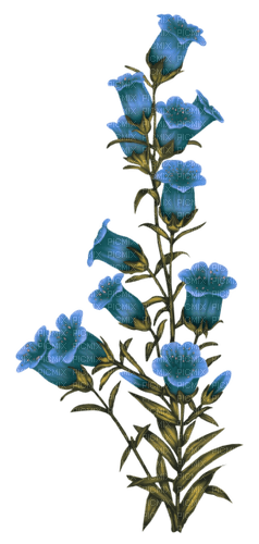 blue flowers - gratis png